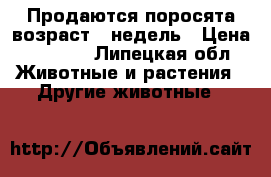 Продаются поросята возраст 7 недель › Цена ­ 2 500 - Липецкая обл. Животные и растения » Другие животные   